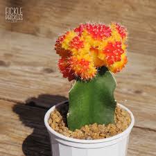 To graft a cactus you must select healthy plants. Grafted Cactus Sunset Moon Cactus Fickle Prickles