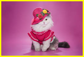 Here are some infections that can lead to pink eye in cats: Pink Cat Wallpaper Cute
