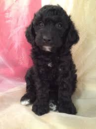Ten oaks doodles is a family owned golden doodle breeder in iowa. Miniature Goldendoodle Puppies For Sale Breeder In Iowa