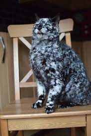 Scrappy didn't start turning white until he was 7 years old, and it's slowed down a bit as he's gotten older. Scrappy Born A Black Cat Now Turning White Due To Vitiligo Love Meow