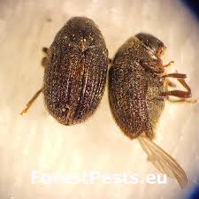 Image result for Hylebates cordatus