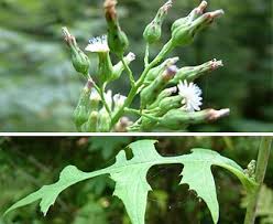 Image result for Lactuca ugandensis
