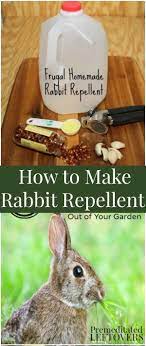 Rabbit repellents basically work in two ways to keep rabbits and deer out of your flower and vegetable garden. How To Make Rabbit Repellent You Can Make Your Own Rabbit Repellent With Ingredients From Your Pantry A Fr Rabbit Repellent Garden Pests Garden Pest Control