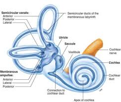 The balance organ or vestibule, and the hearing organ or cochlea, which have a similar embryological origin, the otic vesicle. How Does The Ear Help To Maintain Balance And Equilibrium Of The Body Owlcation