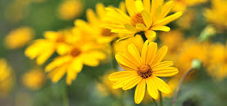 Flowers play a key role in attracting pollinators. Choosing The Best Full Sun Plants For Your Maryland Yard