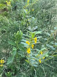 Image result for Chamaecrista comosa