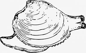 A clam is an edible bivalve mollusk. Clam Png Hard Coloring Book Clip Art Cones Transprent Transparent Png 2498068 Png Images On Pngarea