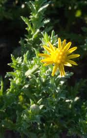 Image result for Helichrysopsis