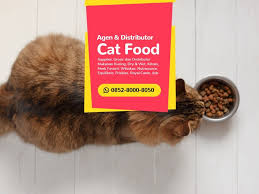 Sale Wa 0852 8000 8050 Tempat Jual Makanan Kucing Terdekat Makanan Kucing Makanan Kesejahteraan Hewan