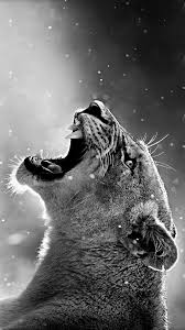 Leo Post Animals Beautiful Animals Animals Wild