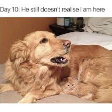 54 Funny Fresh And Fantastic Animal Memes To Get You Going Justviral Net Cat Quotes Funny Funny Dog Captions Funny Animal Memes