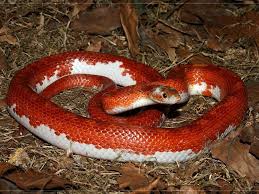 Black And White Corn Snake Morph 10 Beautiful Corn Snake Morphs Reptile World Facts Pied Sided Bloodred Corn Snake Morph A Beautiful Red Corn Snake Reptile Re Corn Snake Snake Reptiles