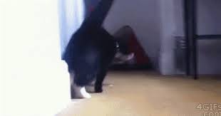 Kjn fdsbing food quiz qkrew r hgo twekr. Funny Gif S And Meme S To Help Pass The Time Page 1023 King Community
