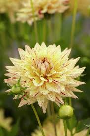 Dahlia Hy Pimento Fleur Jardin Planter Des Fleurs Orchidee