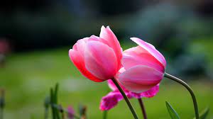 Check spelling or type a new query. Spring Flowers Wallpaper For Desktop Hd Wallpaper Flower Tulip 1920x1080 Download Hd Wallpaper Wallpapertip