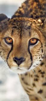Collection by emily russell ❤️ • last updated 5 weeks ago. 1125x2436 Cheetah Close Up Iphone Xs Iphone 10 Iphone X Hd 4k Wallpapers Images Backgrounds Photos And Pictures