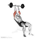 Resultado de imagem para triceps