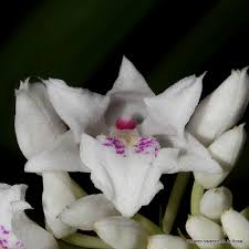 Image result for Polystachya lawalreana