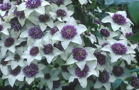 In this video, monty don guides you through the process of taking clematis cuttings. How To Take Cuttings From Clematis Growing Hydrangeas Flowering Vines Clematis