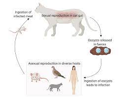 Intestinal Delta 6 Desaturase Activity Determines Host Range For Toxoplasma Sexual Reproduction Prelights