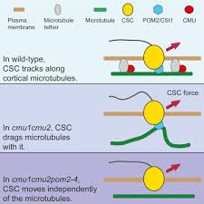 We did not find results for: Cellulose Microtubule Uncoupling Proteins Prevent Lateral Displacement Of Microtubules During Cellulose Synthesis In Arabidopsis Sciencedirect