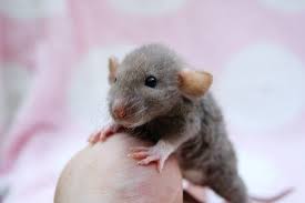 Dumbo Rat On Tumblr Cute Rats Baby Rats Baby Animals