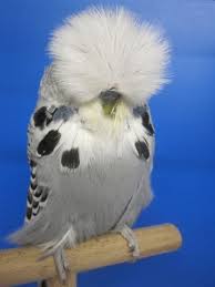 English Budgerigars Daniel Lutolf Switzerland Budgies Pet Birds Budgerigar