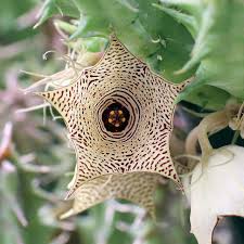 Image result for Huernia