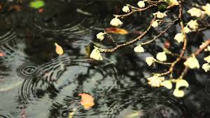 Members, donors and visitors help keep lan su healthy and growing. Lan Su Chinese Garden 5 Things To Look For In Winter Youtube