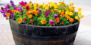 We did not find results for: The 5 Simple Secrets To Keep Flower Pots Blooming All Summer Long