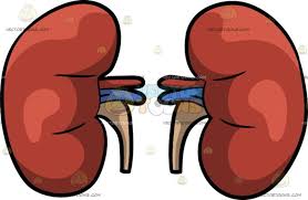 Human Kidneys Human Kidney Cartoon Clip Art Red Beans