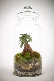 Prairie Large Grand Ficus Jardin De Verre Ficus Et Green Factory