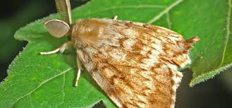 Gypsy moth larva gypsy moth larva take the form of a caterpillar. Gypsy Moth Guide