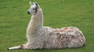 There are several groups of ungulate mammals whose weight is distributed about equally by the third and the bactrian camel once had an enormous range, however, it is now reduced to an estimated 1.4 million animals, mostly domesticated. Llamas As Lab Rats The Scientist Magazine