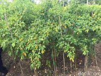 Cara tanam cili padi cara mudah semai biji cili agar cepat membesar how to plant chilli seeds how to plant chilli trees. Cara Menanam Cara Tanam Cili Atas Tanah Penyediaan Tanah Tanaman Cili Padi Kampung Dan Bendi Blog Pertanian Cara Yang Betul Memindahkan Anak Cili Akan Mempengaruhi Tahap Tumbesarannya Sehingga Cara Ini