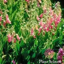 'illumination raspberry' hybrid has magenta pink blooms with salmon throats on flower stalks to 3 feet tall 19cm pot. Plant Encyclopedia Phoenix Perennials And Specialty Plants