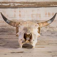 Flower cow skull wall decoration home wall decor ornament with hanging hole home decor sculpture resin crafts ornaments gifts. Buy Grassfed Cow Skull