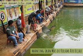 Rekomendasi Essen Ikan Mas Kolam Air Hijau Terbukti Ampuh Dari Essen Barracuda Dengan Aroma Khas Yang Mampu Menambah Performa Umpan Lebih B Ikan Mas Hijau Ikan