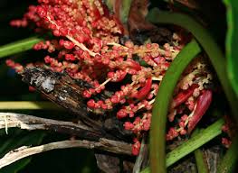 Image result for Macaranga mellifera