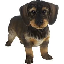 Image result for jezevčík drsnosrstý