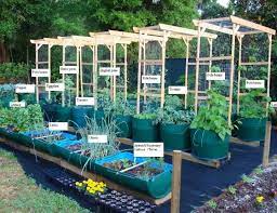 Grow Food Not Lawns Visit Their Facebook Page Awesome Garden Idea For Limited Space Barrel Garden Planters Barrel Garden Ideas Plastic Barrel Ideas