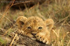 Pin On Animals