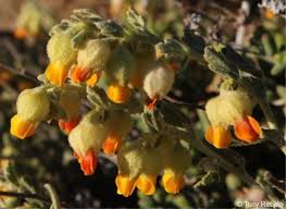 Image result for Hermannia seineri