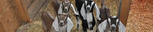 Bottle Feeding Schedule For Baby Goats Aibrean Nubians
