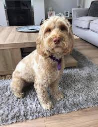 Dog Stolen In West Parley Is Reunited With Its Owners Bournemouth Echo