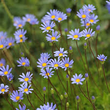 Image result for Felicia grantii