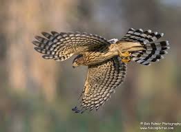 Birds Of Prey Northern Michigan Immature Cooper S Hawk Birds Of Prey Birds Raptors Bird