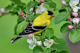 Maybe you would like to learn more about one of these? Save The Birds The American Goldfinch The American Goldfinch Is A Small North American Bird In The Finch Family It Is Migratory Ranging From Mid Alberta To North Carolina During The Breeding