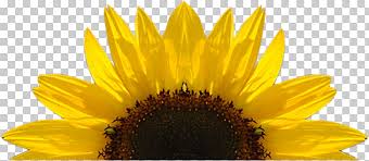 Free Free 234 Realistic Transparent Watercolour Sunflower Svg SVG PNG EPS DXF File
