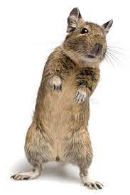 Standing Degu Degu Pet In Standing Pose Isolated On White Ad Degu Pet Standing Degu Isolated Ad Degu Degus Cute Animals